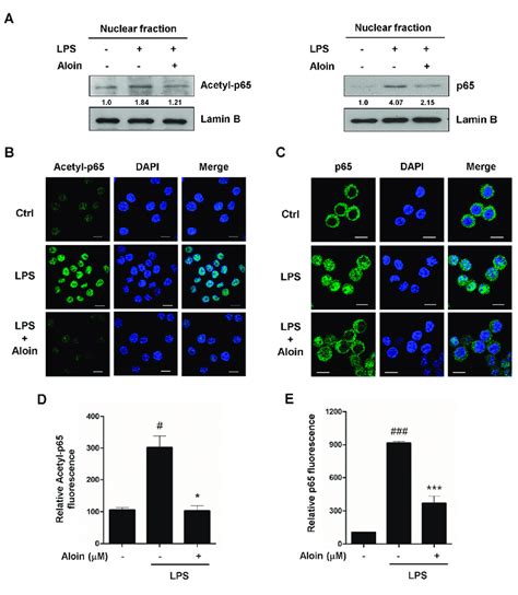 Aloin Inhibits Lps Induced Nf B P Nuclear Translocation A Raw