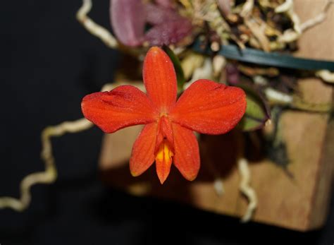Cattleya Laelia Encyclia Und Verwandte Sophronitis Pygmaea
