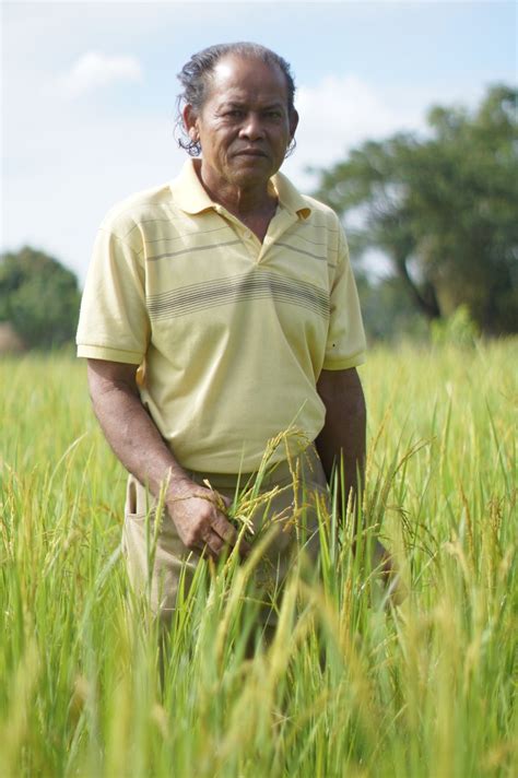 The green gold rice of the monsoon wind - Saving Duman
