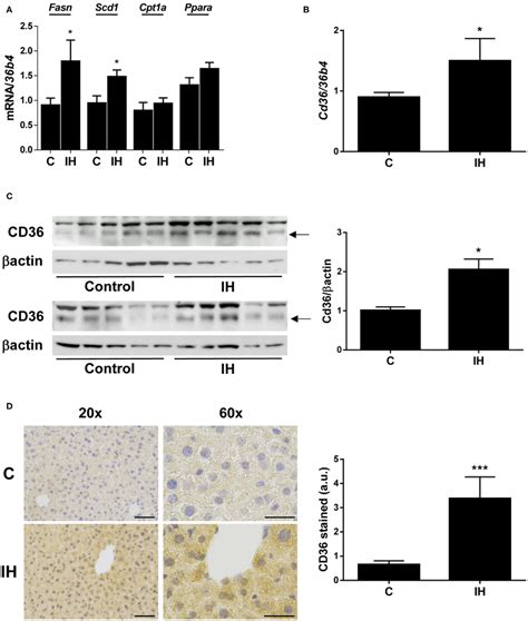 Intermittent Hypoxia Ih Induces Hepatic Cd Expression In Mice