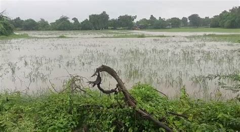 Gujarat Rains Due To Heavy Rainfall In Mehsana Water Logging Every