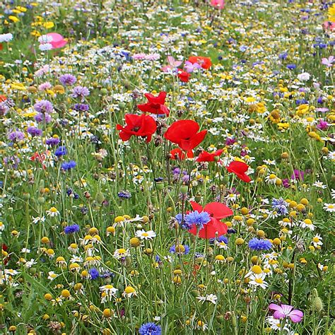 Bee And Butterfly Wildflower Plugs Large Order Online Rocket Gardens