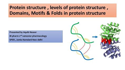 Levels Of Protein Structure Domains Motifs And Folds In Protein Stru