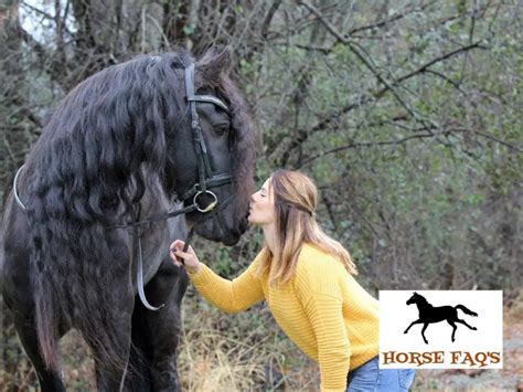 Friesian Horse Breed Guide: Color, Facts, And Temperament – Horse FAQ’s