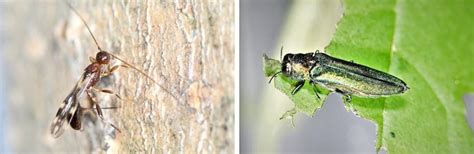 Meet The Parasitoid Wasps Scientists Hope Will Save Some Of Vermont S Ash Trees Cai