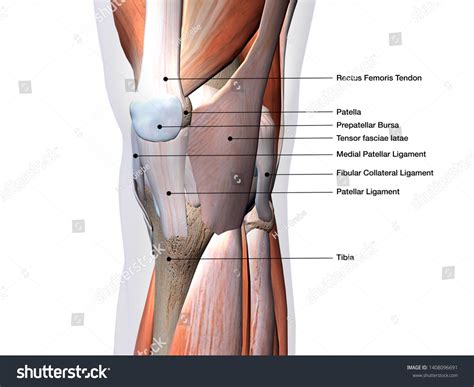 Knee Joint Muscles Ligaments Labeled 3d Stock Illustration 1408096691