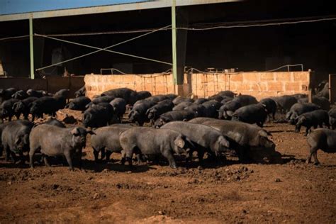 Pig Farming In Zimbabwe Step By Step Starting Guide Business Plan