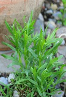 Growing French Tarragon In The Herb Garden Bc Living