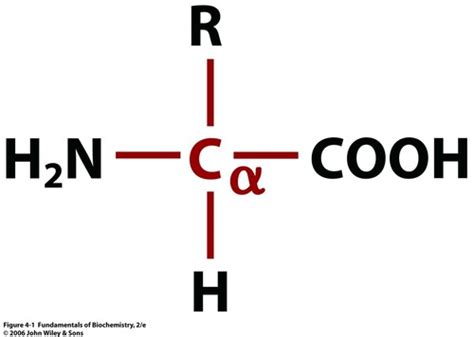 Ch Amino Acids Flashcards Quizlet