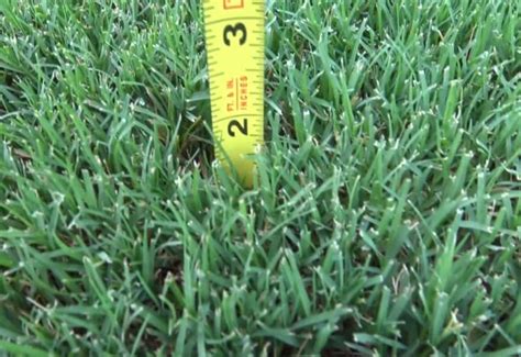 When To Aerate Bermuda Grass Best Time And Why Lawn Model