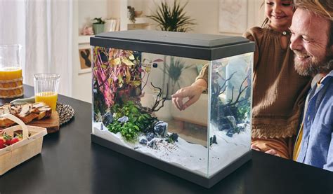 Quels Poissons Choisir Pour Un Petit Aquarium Jardiland