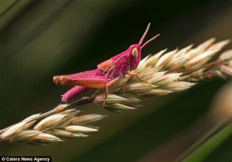 From Blue Lobsters To Pink Grasshoppers Meet The Bizarre Animals With