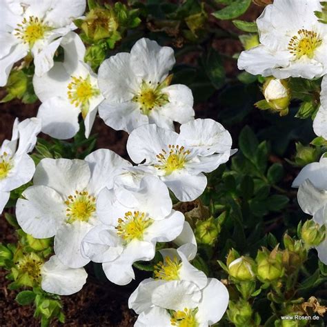 Fünffingerstrauch Bella Bianca S Kordes Rosen