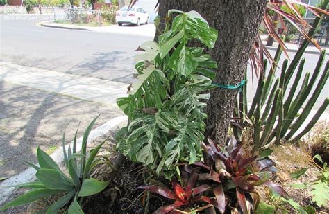 Plantfiles Pictures Monstera Variegated Split Leaf Philodendron