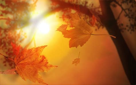 Wallpaper Sunlight Fall Leaves Nature Branch Yellow Morning