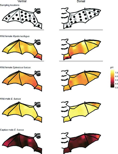 Schematic Views Of The Right Wing And Tail Membrane Indicating Where We Download Scientific