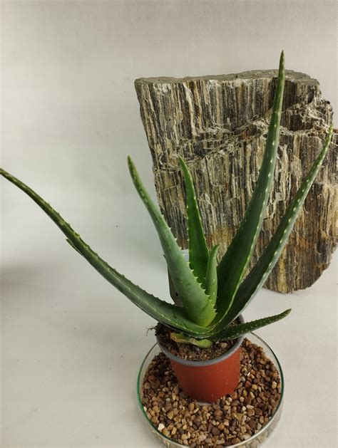 Aloe Vera Aloes Leczniczy Oficjalne Archiwum Allegro