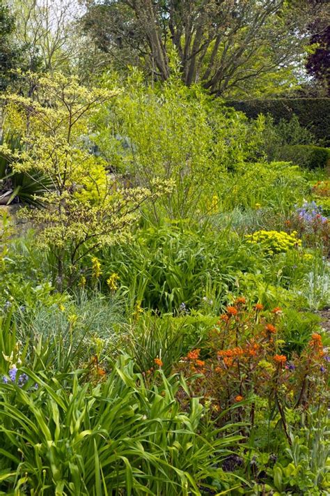 Densely Planted Spring Garden Stock Photo Image Of Color Dense