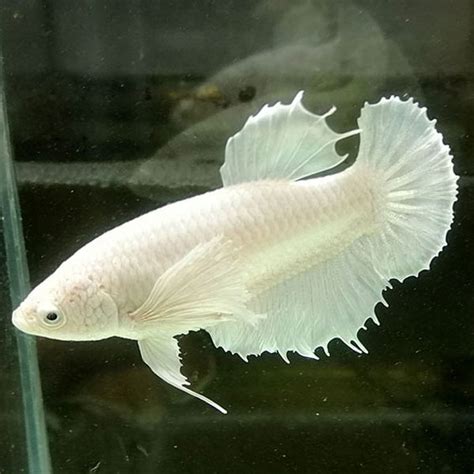 Cá betta dumbo white Sự lựa chọn hoàn hảo cho người yêu cá cảnh