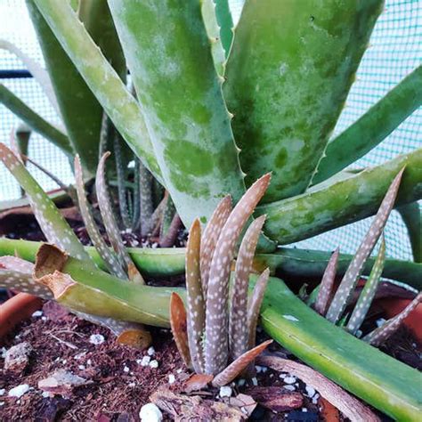 How To Propagate Aloe Vera From Pups Force It To Grow More Pups