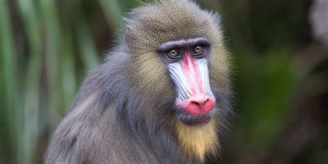 African Mandrill Baboon