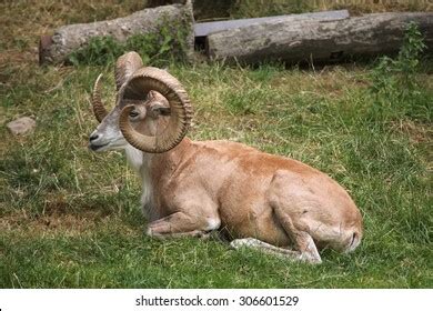 Urial Images, Stock Photos & Vectors | Shutterstock