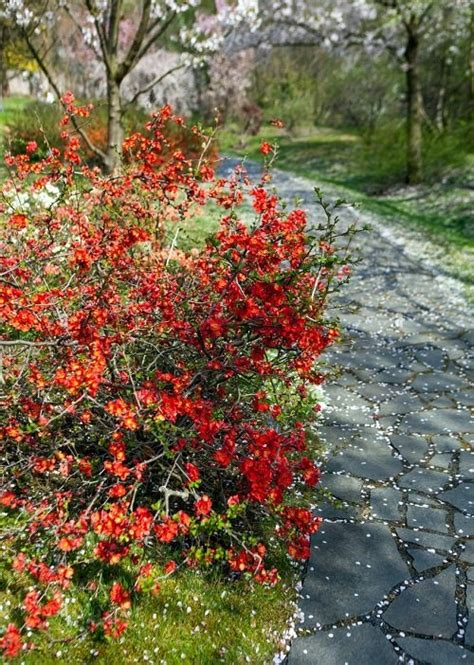 26 Most Beautiful Flowers for Hedges | Balcony Garden Web