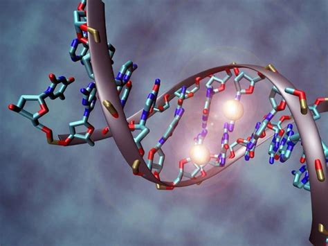 La Replicaci N Del Adn Estructura Fases Y Enzimas Implicadas Yubrain