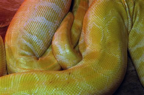 Free Stock Photo Of Boa Constrictor Python