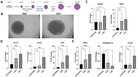 Cells Free Full Text The Generation Of Human IPSC Lines From Three