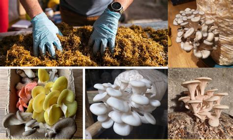 How To Start A Mushroom Farming Business Upvey