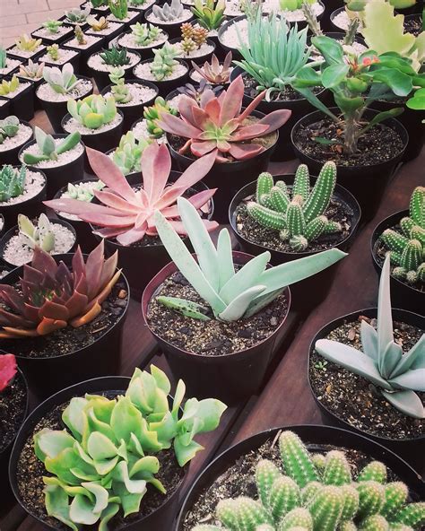 Stunning Selection Of Succulents Cape Garden Plants Succulents