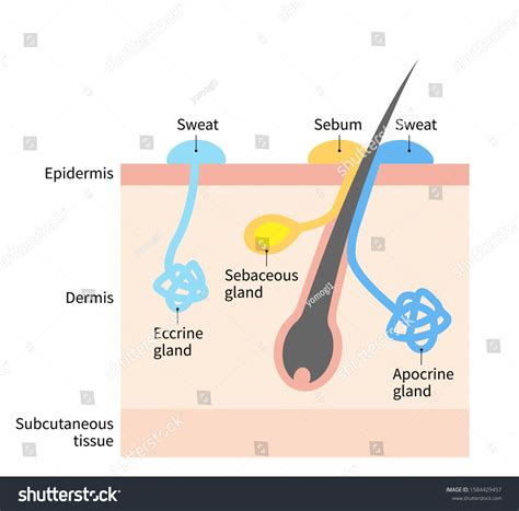 diagram of sweat and sebaceous gland. Human skin layer illustration for ...