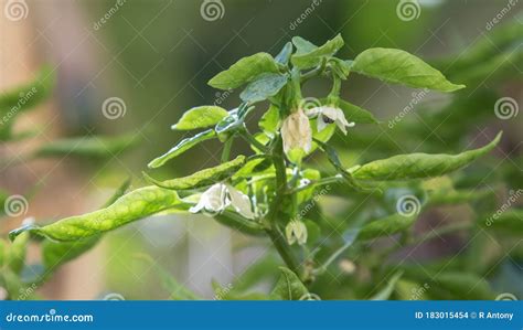 Green Chillies in a Chilly Plant Stock Photo - Image of plant, chilly: 183015454