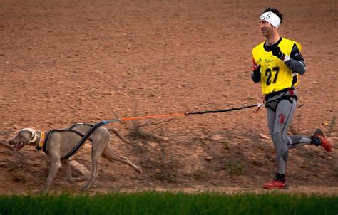 Canicross O Correr Junto A Tu Perro Cmd Sport