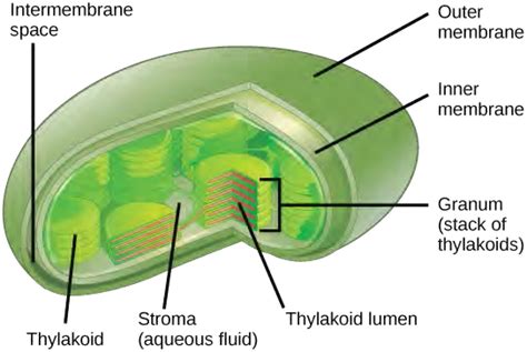 Chapter 5 Metabolism Cellular Respiration And Photosynthesis Human