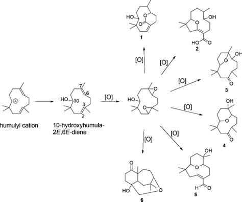 Putative Biosynthetic Pathway Toward Compounds 1−6 Download