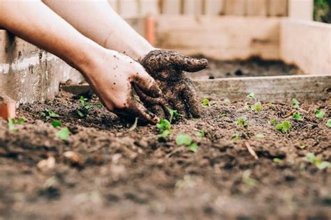 Cara Menanam Rumput Pakchong Dengan Langkah Mudah Kumparan