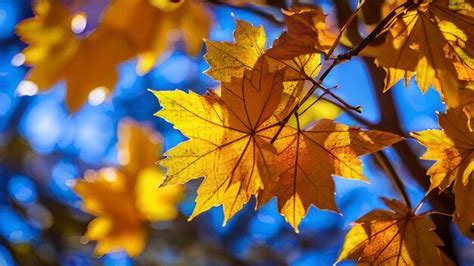 Premium Ai Image Beautiful Nature Maple Leaf Autumn Background