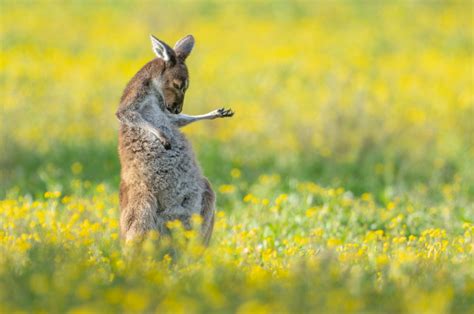 Canguru guitarrista vence concurso de fotos cômicas de animais