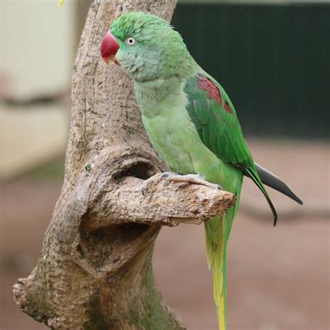 Alexandrine Parrot Size