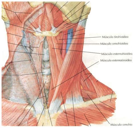 Los M Sculos De La Masticaci N M Sculos Del Cuello Anatomia Cabeza Y