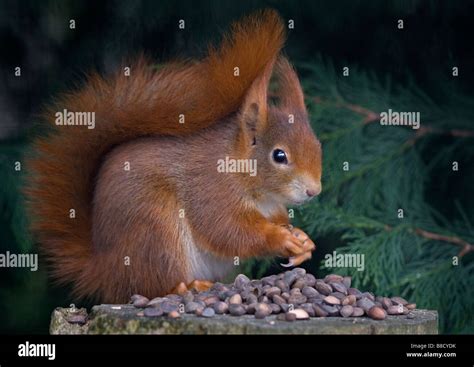 Red Squirrels Eating Nuts Hi Res Stock Photography And Images Alamy