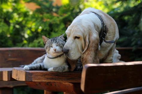 Las Razas De Perros Que Se Llevan Bien Con Gatos Descubre A 17 Canes