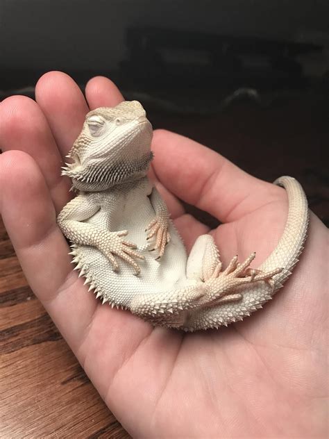 Bearded Qt Bearded Dragon Cute Bearded Dragon Cute Lizard