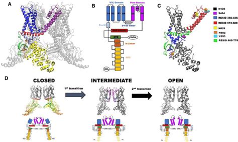 Structural Determinants Of TRPV1 Channel Gating By Heat A Side View