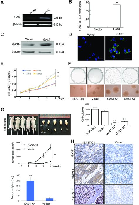 Ectopic Expression Of Gast Promoted Sgc Cell Proliferation In This