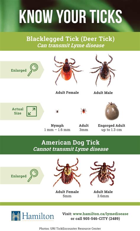 City Of Hamilton On Twitter Certain Tick Bites Can Lead To LYME