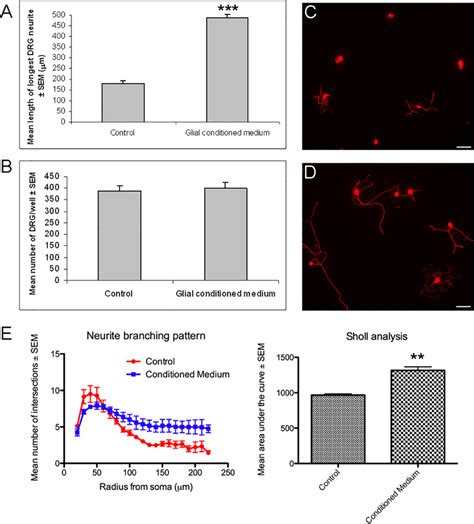 Retinal Glial Conditioned Medium Promotes Neurite Growth And Branching