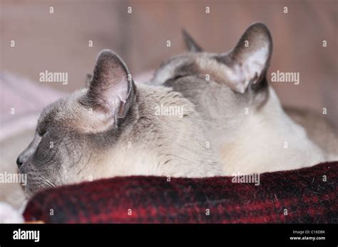 Siamese Cats Cat Sleeping Blue Point Pair Couple Cute High Resolution